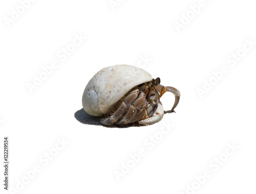 Hermit crab ensconce on white background,isolated