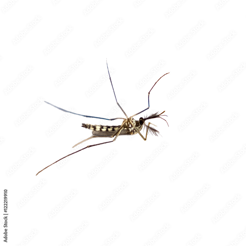 Mosquito species aedes aegyti side - isolated,clipping path Mosquito species aedes aegyti side - isolated,clipping path
