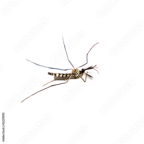 Mosquito species aedes aegyti side - isolated,clipping path