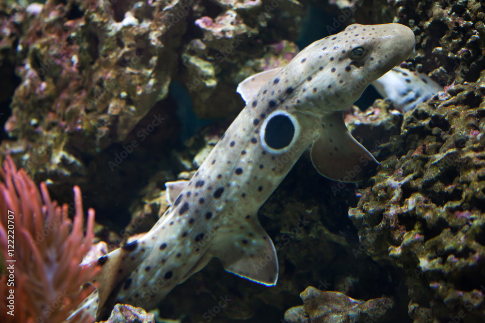 Epaulette shark (Hemiscyllium ocellatum).