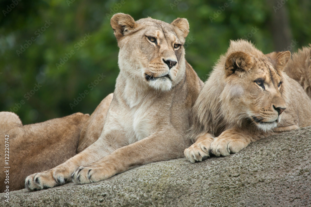 Lioness and juvenile male lion (Panthera leo). Lioness and juvenile male lion (Panthera leo).