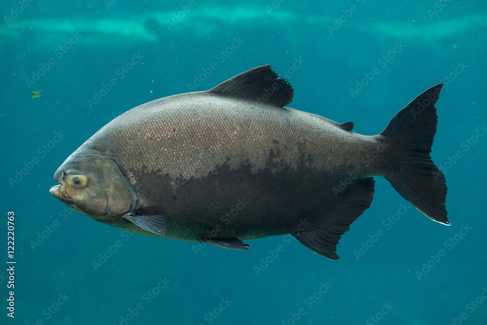 Tambaqui (Colossoma macropomum).