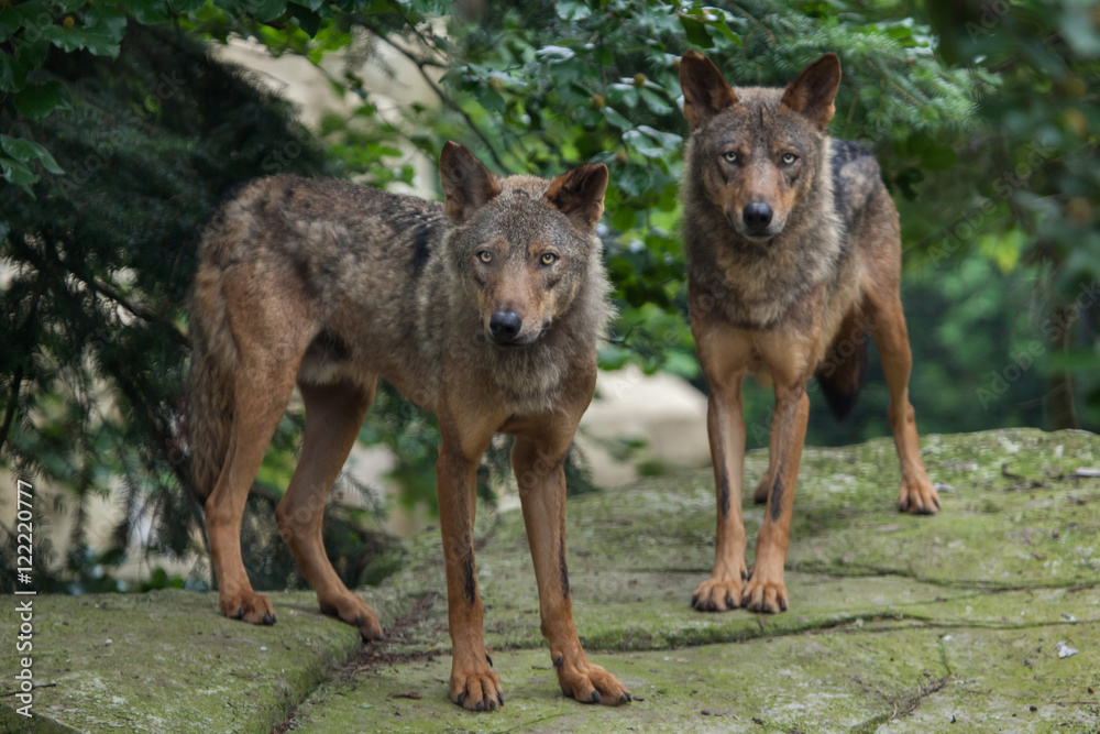 Iberian wolf (Canis lupus signatus).