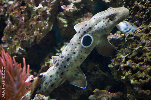 Obraz na płótnie Epaulette shark (Hemiscyllium ocellatum). w salonie