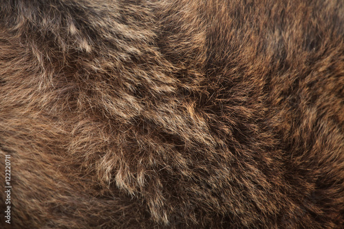 Brown bear (Ursus arctos) fur texture.