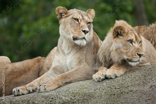 Lioness and juvenile male lion (Panthera leo).