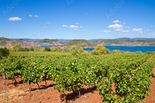 Bild auf Leinwand Weinanbau im Languedoc