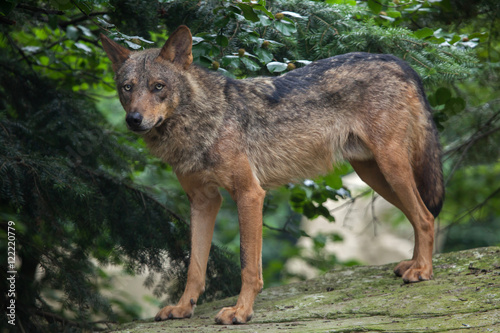 Iberian wolf  Canis lupus signatus .