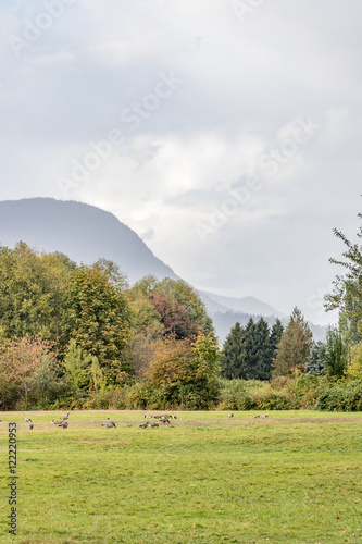 Canadian geese foraging under a autumn Stormy sky