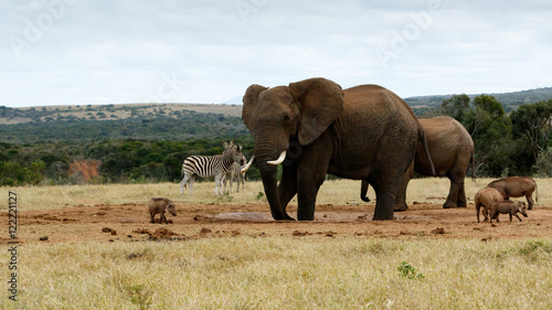 My water again African Bush Elephant