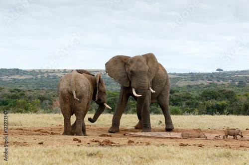 Stand OFF African Bush Elephants © Mark de Scande