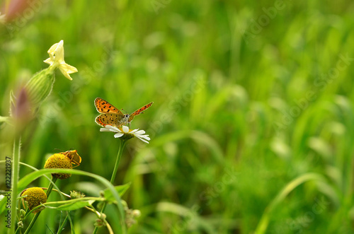 Butterfly sitting on camomile flower, beautiful background, breeziness concept