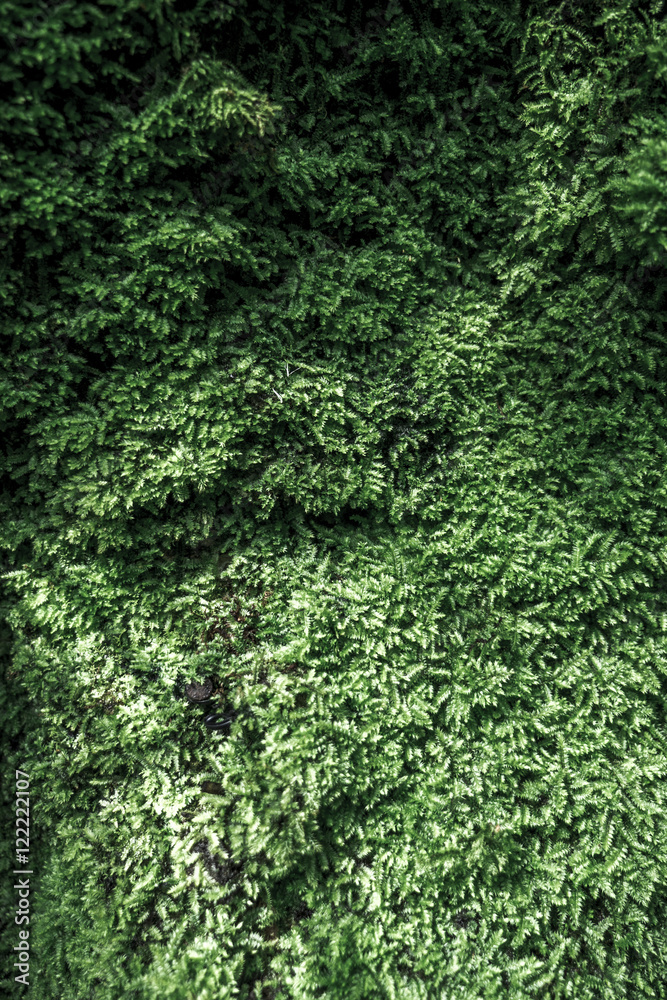 Moss Moss