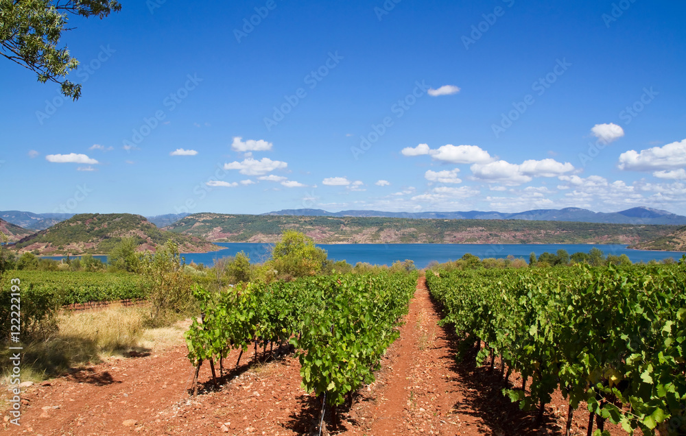 Weinanbau im Languedoc Weinanbau im Languedoc
