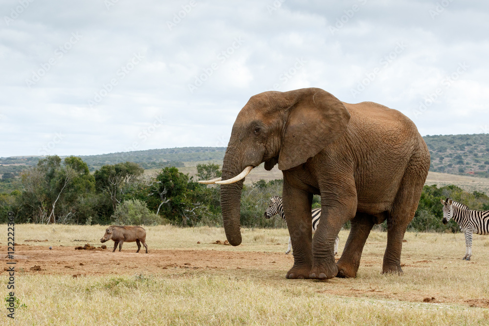 Fototapeta premium Take a photo of me The African Bush Elephant