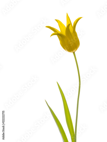 delicate flower yellow lily tulip
