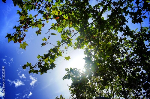 Sun through the Maple leaves