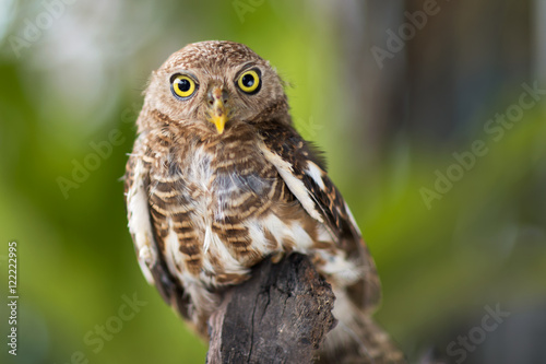 owls big yellow eyes on green blackground wild animal in the nature Thailand