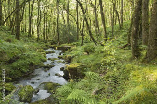 Stream In The Forest, shot in Dartmoor National Park, Devon, England, UK