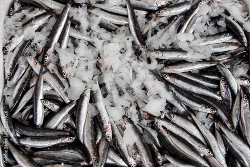 Box of Europian anchovy fishes.