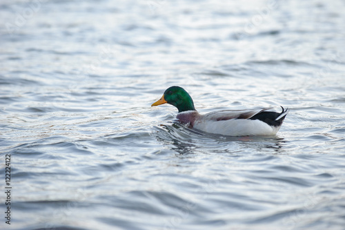 Mallard ducks swimming in Kawaguchiko lake, Japan.