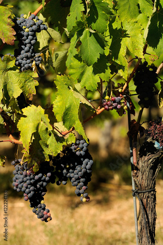 bunches of red wine grapes hang from a vine, chianti, tuscany, italy