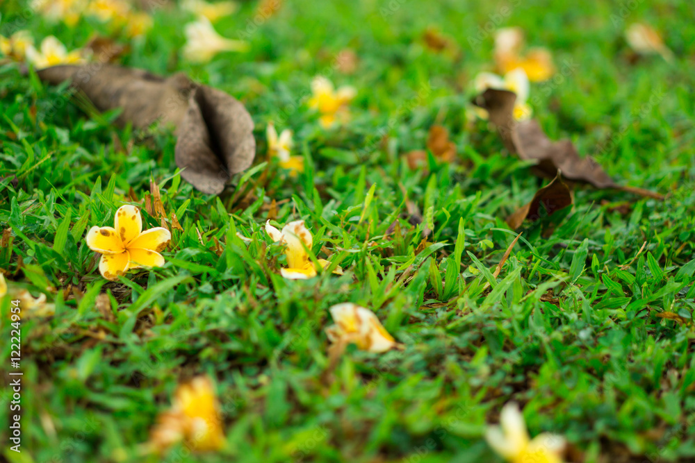 falling yellow plumeria flowers and brown leaves on green field