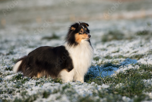 Fototapeta Naklejka Na Ścianę i Meble -  sheltie dog posing outdoors in winter