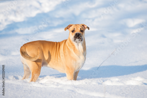 red ca de bou dog outdoors in winter photo
