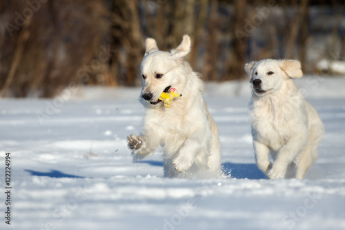 two golden retriever dogs playing in winter