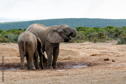 African Bush Elephant © Mark de Scande