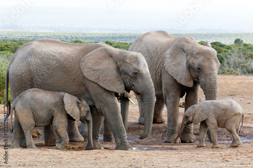 The love of the family off African Bush Elephant