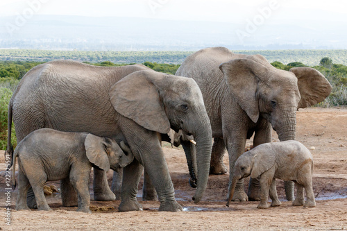 African bush elephant family structure