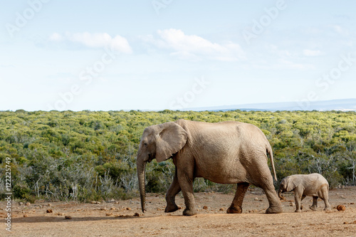 Long Walk To Free  Freedom - African Bush Elephant © Mark de Scande