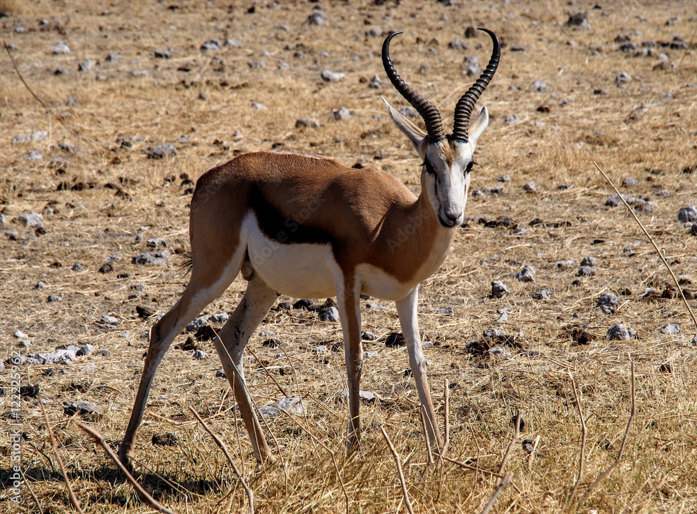 Obraz premium Namibia - Springbock im Etoscha Nationalpark