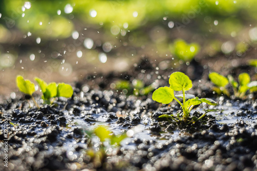 Plant sprouts in the field and farmer  is watering it;  pansy seedlings in the farmer's garden , agriculture, plant and life concept (soft focus, narrow depth of field)