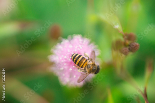 bee on pink mimosa pudica flower  © ochong