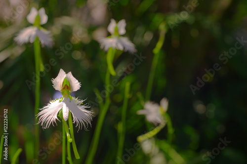 鷺草の開花