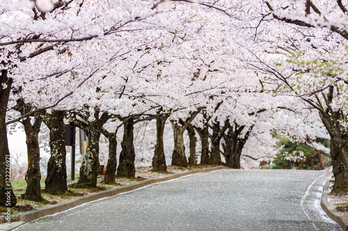 Cherry Blossom Path in beautiful Garden in spring (selected focu photo