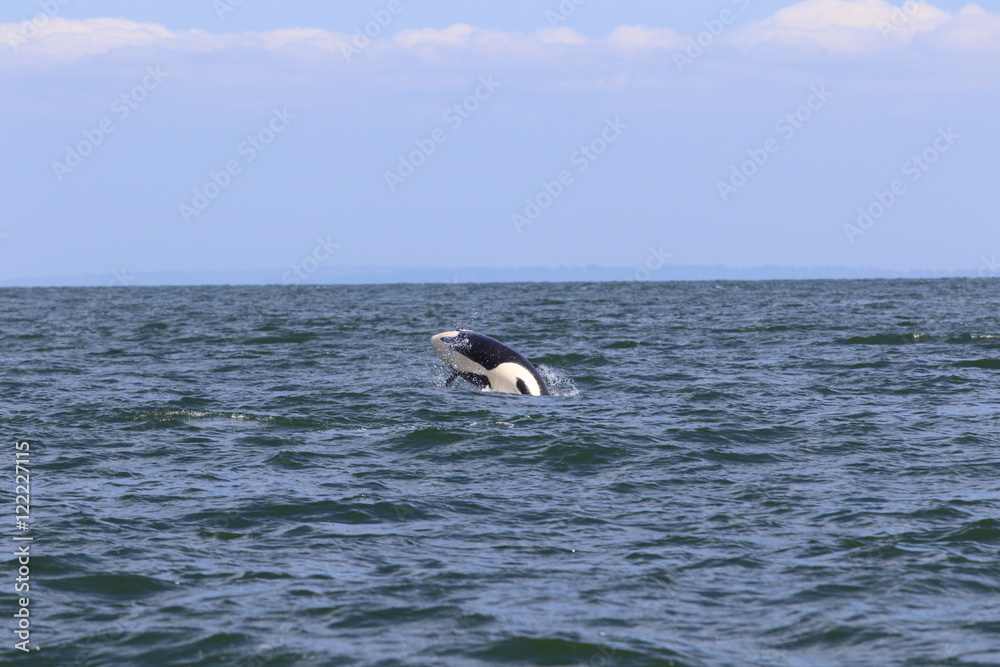 Fototapeta premium Orca. Vancouver Island, Cowichan Bay