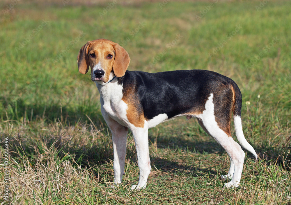 Puppy of the Estonian hound in field
