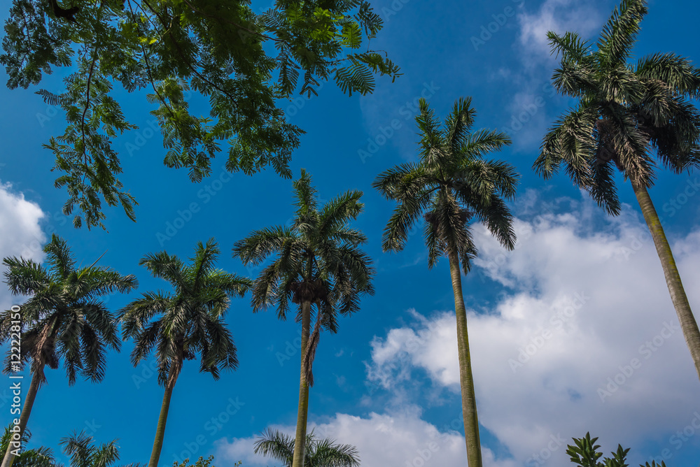 Palm trees on the blue sky background.