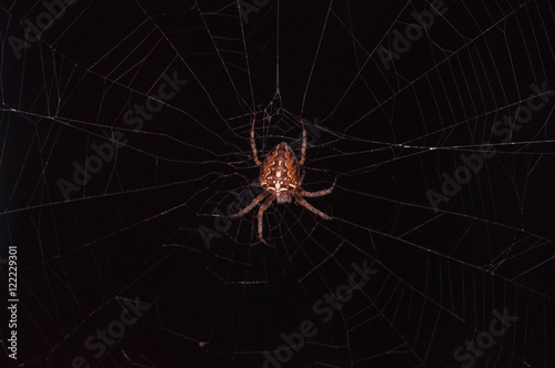 Паук на паутине © sabrina_witch