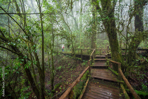 Scenic pathway of Ang Ka nature trail Doi Inthanon National Park Chiangmai  Thailand.