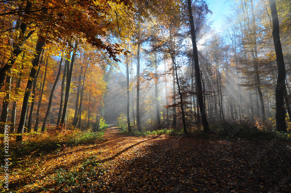 Fototapeta premium Herbstwald
