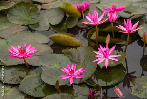 pink color fresh lotus flower blossom