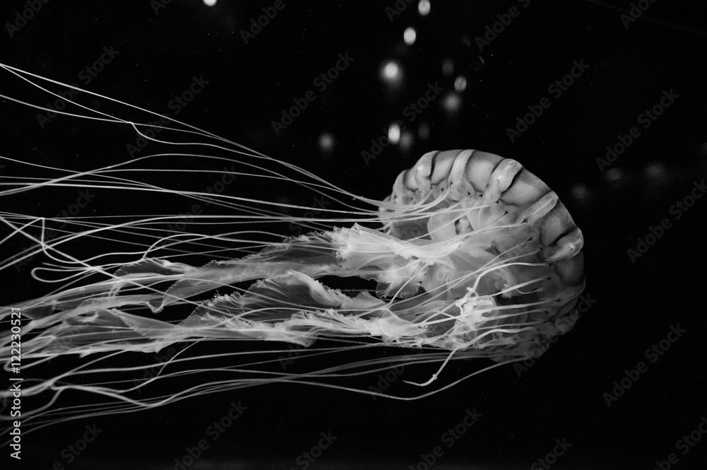 Obraz premium The jellyfish on black background.