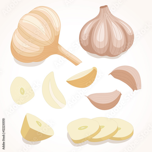 Fresh whole garlic. Vector illustration.  Cloves and slices garlic isolated on background .  photo
