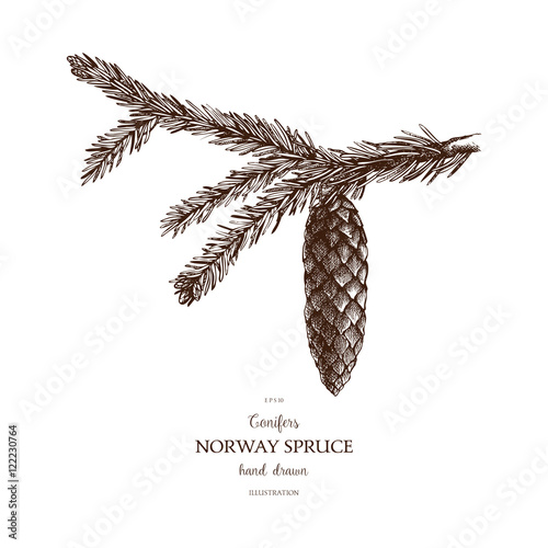 Vintage Fir illustration. Hand drawn Norway Spruce sketch on white background. Vector conifer tree.