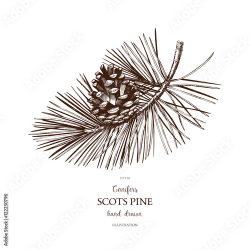 Vintage Scotc Pine illustration. Hand drawn Pinus sketch on white background. Vector conifer tree.